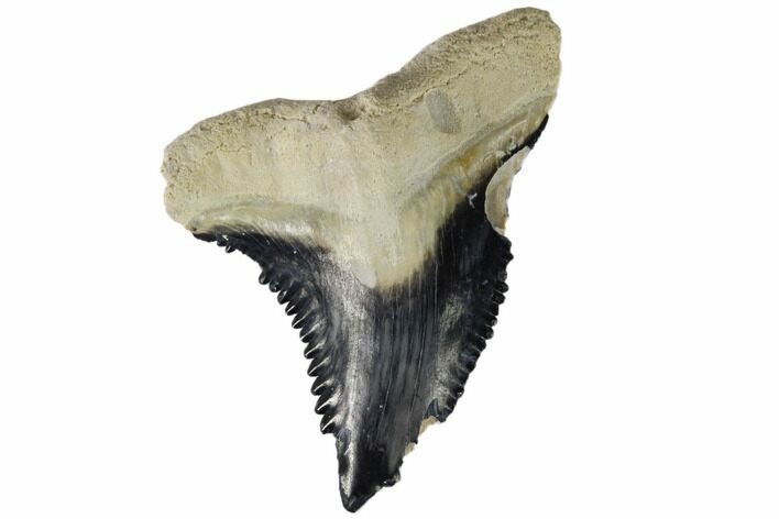 Huge, Fossil Shark Tooth (Hemipristis) - Bone Valley, Florida #113784